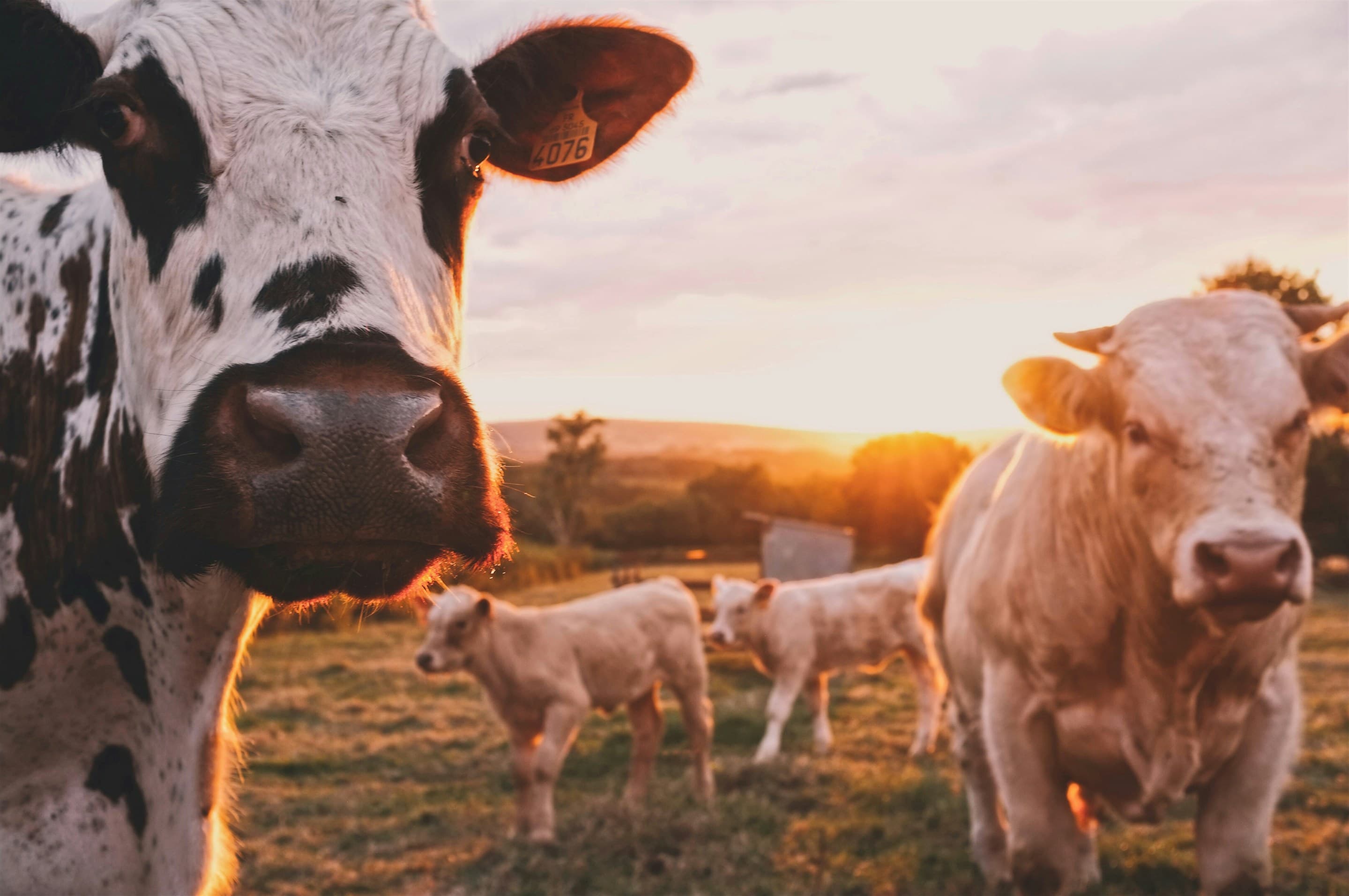 Cattle grazing on pasture at sunrise