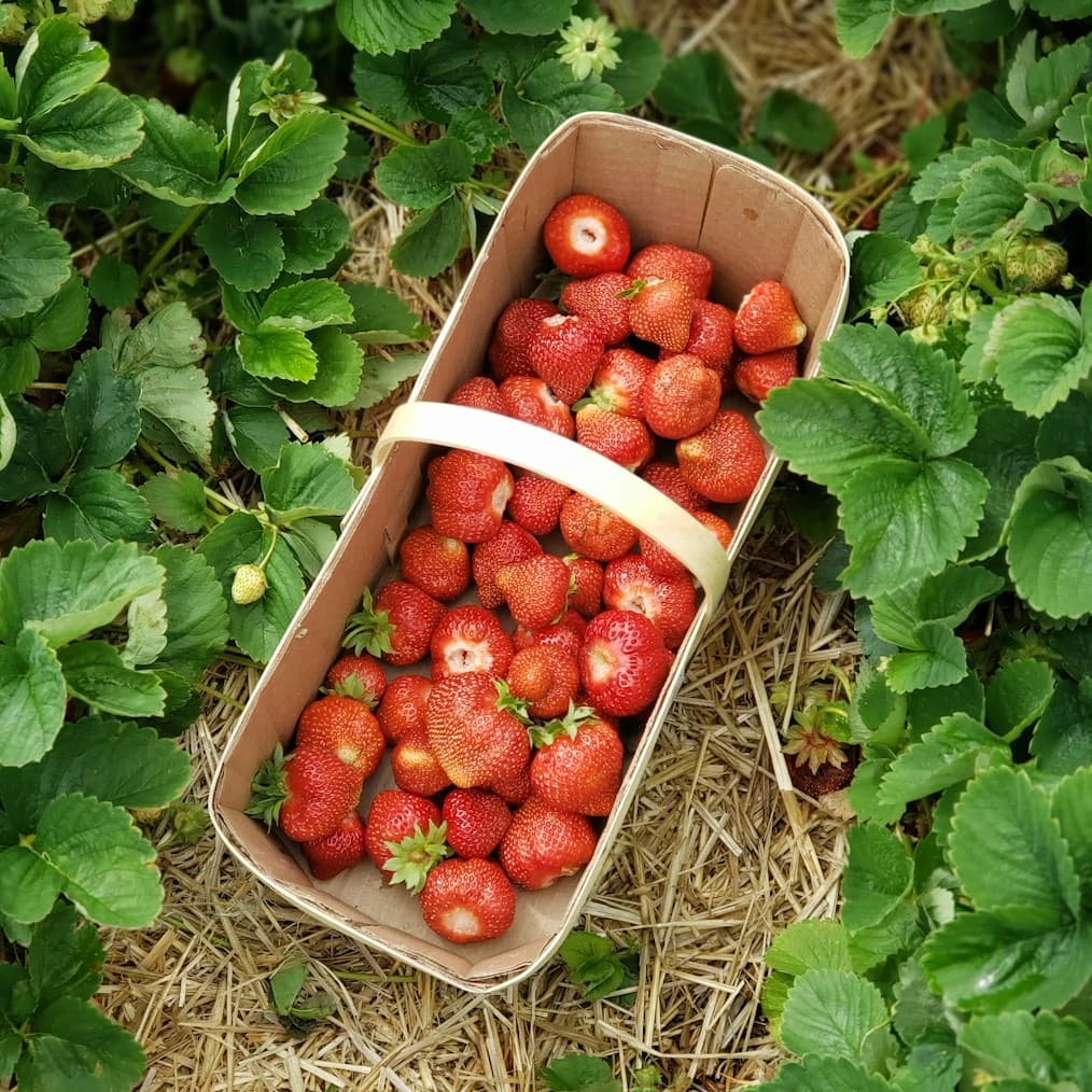 Freshly harvested Egyptian produce in a wooden crate